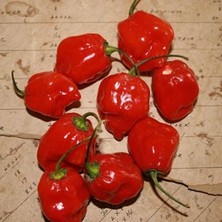 Red Small Çok Acı Biber Tohumu(15 Tohum)