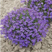 Look Lobelia Erinus 'crystal Palace' Çiçek Tohumu TH-THMCMTHM726