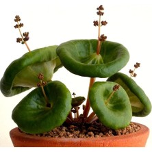 Look Nadir Şemsiye Çiçeği Crassula Umbrella Tohumu / 5 Adet Tohum TH-THMCMTHM434