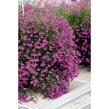 Look Pembe Lobelia Çiçeği Tohumu / 20 Adet Tohum TH-THMCMTHM324
