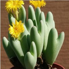 Look Conophytum Bilobum Sukulent Tohumu TH-9154684654726