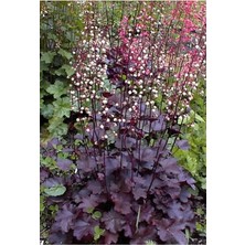 Dünyam 20 Adet Palace Purple Heuchera/coral Bells Micrantha Tohumu