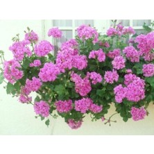 Look Sakız Sardunya Tohumu Pembe TH-987456315842