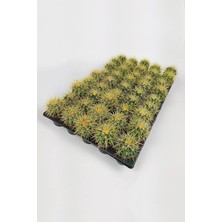 Grusonii Altın Fıçı Kaktüsü Toptan 45 Adet (1 Viyol 5.5 cm Saksıda)