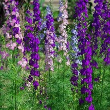 Hazeran (35 Adet Tohum) Delphinium Consolida