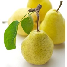 Aşılı Verimli Aromatik Yarıbodur Williams Armut Fidanı