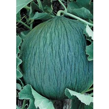 Garden Doğal Kışlık Ankara Kavunu Hasanbey 100 Ad. Tohum