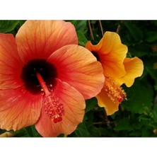 Dünyam 20 Adet Orange Hibiscus Mutabilis Tohumu