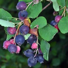 Berry Northline, Taş Elması Çalısı,