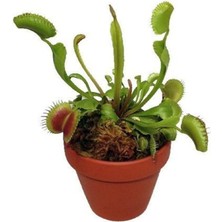 Look Venus Fly Trap Tohumu 5 Adet Tohum Etçil Bitki Etobur Bitki Sinek Kapan TH-THMCMTHM172