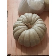 Garden Doğal Kışlık Balkabağı 20 Ad. Tohum