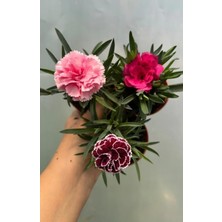 Bodur Karanfil 3'lü Set, 5,5 cm Saksıda
