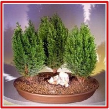 Servi Bonsai Tohumu (Saksı Toprak Seti)