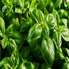 Yaprakllı Genovese Fesleğen Tohumu (200 Tohum)