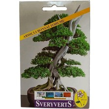 Bonsai Çiçeği Tohumu
