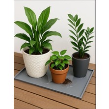 Saksı Altlığı ve Viyol Tepsisi (60X40 Cm) - Su Geçirmez Bitki Koruyucu Mat, Fide Yetiştirme ve