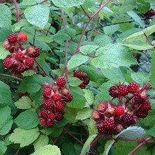 Wineberry Japon Böğürtleni Şarap Ahududu Fidanı