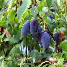 Aşılı Tam Bodur Reçellik Mürdüm Erik Fidanı