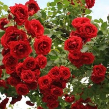 Yaş Kırmızı Renkli Sarmaşık Gül Fidanı