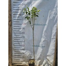 Maria Armtu Fidanı 2 Yaş 100-125 cm