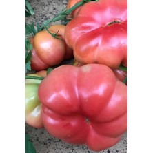 Pembe Domates Tohumu / 5+ Adet Tohum