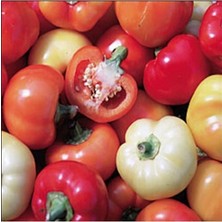 Dünyam Paprika Çok Renkli Biber Tohumu