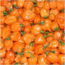 Dünyam Turuncu Habanero Acı Biber Tohumu