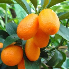 Aşılı Saksılık Nagami Kamkat Fidanı (50-70 Cm)