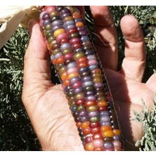 Renkli (Çoklu Tohum) - 10 Gram