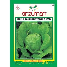 Marul Tohumu 1 Paket(10 Gr) Yedikule Marul Tohumu