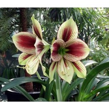 Dünyam 10 Adet Çift Renk Amaryllis Vittata Tohumu