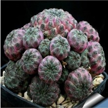 Look Sulcorebutia Rauschii Kaktüs Tohumu TH-DSHNGLOOKTHM186