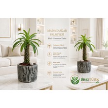 BitkiTÜRK Beton Saksıda Ithal Madagaskar Palmiyesi 35-45CM Salon Bitkisi
