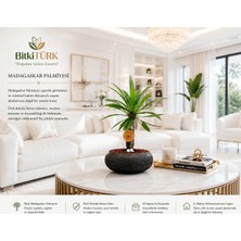 BitkiTÜRK Beton Saksıda Ithal Madagaskar Palmiyesi 30/40CM Lav Taşları ve Portakal Dilimi Dekorlu