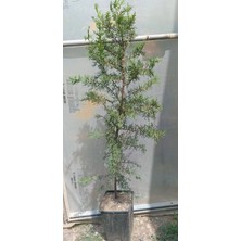 Aydoğdu Mezarlık Çam Kabir Ağacı Fidanı 90 / 110 cm