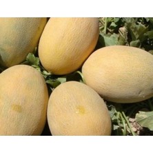 Karahasanoğlu Tarım Doğal Kavun Tohumu - Ananas Çeşidi
