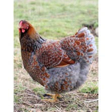 KARACAN SÜS TAVUKLARI VE YUMURTA 12 Adet Red Blue Laced Wyandotte Kuluçkalık Yumurta