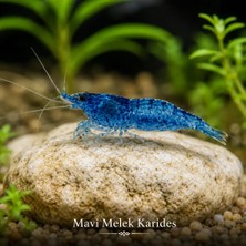 Mavi Karides 5 Adet (1-1,5cm)