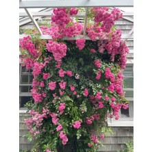 Tunç Botanik PEMBE ISPARTA SARMAŞIK GÜL FİDANI 80-100+ CM
