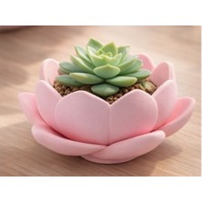 3D Baskı Zamanı Cute Lotus Planter – 3D Printed Mini Desk Plant Pot