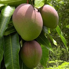 Yavuz Fidancılık Kent Mango Fidanı 2 Yaş 70 cm (Yerli ve Organik Üretim)