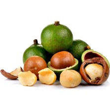 Yavuz Fidancılık Macadamia Fındığı Fidanı 3 Yaş 60 cm