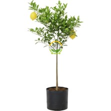Sepetim 2 Yaş Aşılı 7 Veren(Yediveren) Mayer Limon Fidanı