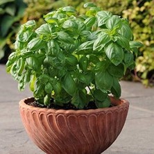 Naturel Saksılık Çok Geniş Yapraklı Fesleğen TOHUMU(250 Tohum)