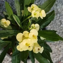 Orijinal Sarı Euphorbia Milii/dikenler Tacı Saksıda Küçük Boy