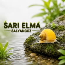 Moss Akvaryum Altın (Sarı) Elma Salyangoz 2 Adet