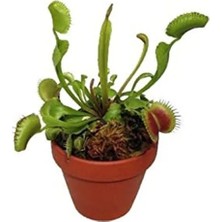 Die Grup Venus Fly Trap Tohumu, 5 Adet, Etçil Bitki Yetiştirmek Için Ideal