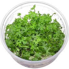 Ranunculus Inundatus Cup In Canlı Bitki