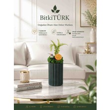 BitkiTÜRK Dekoratif Obje Biblo Beton Vazo – Stabilize Yosun, Yapay Aşk Merdiveni ve Serçe Figürlü Masaüstü Dekoru