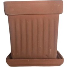Empressco 15CM Bitki Fidanı, Toprak ve Saksı, Sağlıklı ve Güçlü Bitkiler Için